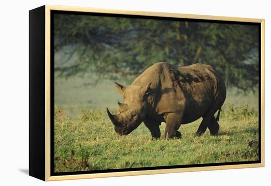 Kenya, Lake Nakuru NP, White Rhinoceros or Square-Lipped Rhinoceros-Anthony Asael-Framed Premier Image Canvas