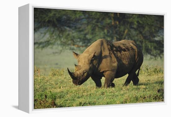 Kenya, Lake Nakuru NP, White Rhinoceros or Square-Lipped Rhinoceros-Anthony Asael-Framed Premier Image Canvas