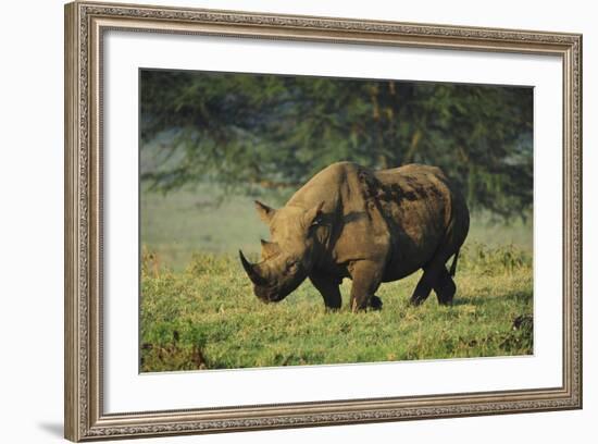 Kenya, Lake Nakuru NP, White Rhinoceros or Square-Lipped Rhinoceros-Anthony Asael-Framed Photographic Print