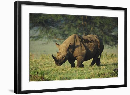 Kenya, Lake Nakuru NP, White Rhinoceros or Square-Lipped Rhinoceros-Anthony Asael-Framed Photographic Print