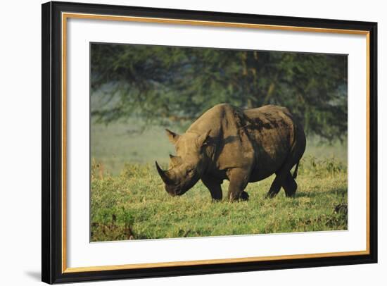 Kenya, Lake Nakuru NP, White Rhinoceros or Square-Lipped Rhinoceros-Anthony Asael-Framed Photographic Print