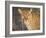 Kenya, Leopard, head shot-George Theodore-Framed Photographic Print