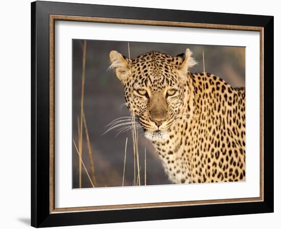 Kenya, Leopard, head shot-George Theodore-Framed Photographic Print