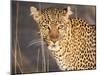 Kenya, Leopard, head shot-George Theodore-Mounted Photographic Print