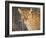 Kenya, Leopard, head shot-George Theodore-Framed Photographic Print