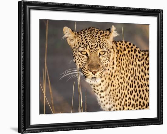 Kenya, Leopard, head shot-George Theodore-Framed Photographic Print