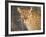 Kenya, Leopard, head shot-George Theodore-Framed Photographic Print