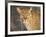 Kenya, Leopard, head shot-George Theodore-Framed Photographic Print