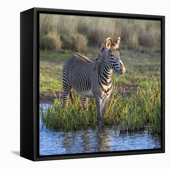 Kenya, Lewa Conservancy, Meru County. a Grevys Zebra Stands in a Stream in Lewa Conservancy.-Nigel Pavitt-Framed Premier Image Canvas