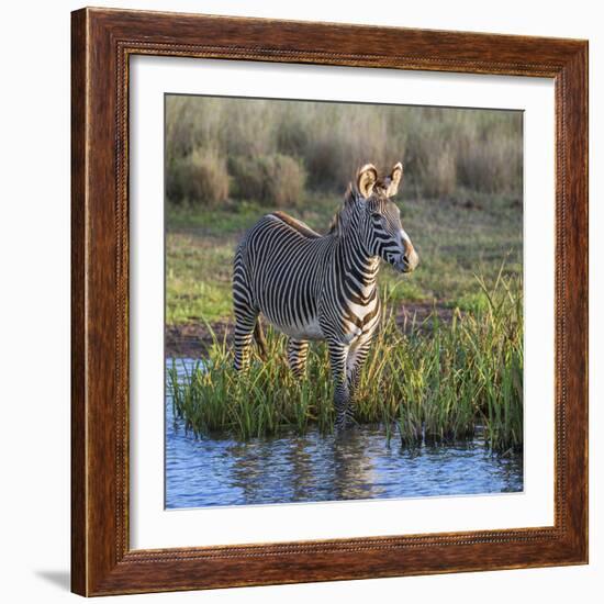 Kenya, Lewa Conservancy, Meru County. a Grevys Zebra Stands in a Stream in Lewa Conservancy.-Nigel Pavitt-Framed Photographic Print