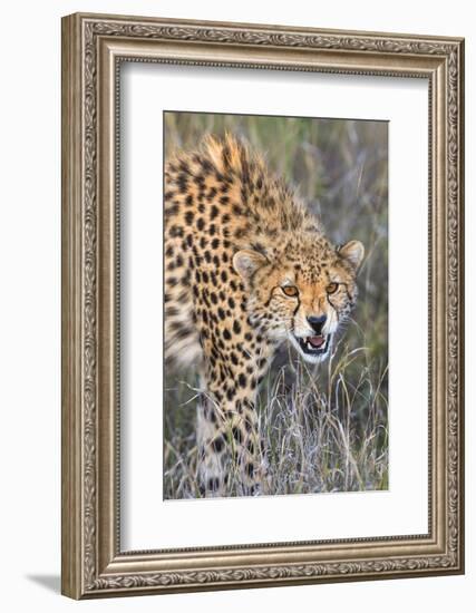 Kenya, Lewa Conservancy, Meru County. a Sub-Adult Cheetah on the Prowl in Lewa Conservancy.-Nigel Pavitt-Framed Photographic Print