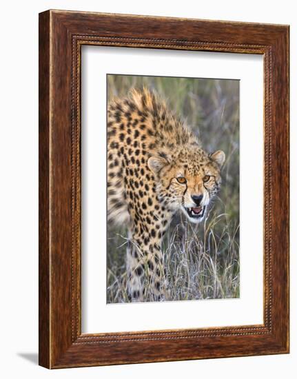 Kenya, Lewa Conservancy, Meru County. a Sub-Adult Cheetah on the Prowl in Lewa Conservancy.-Nigel Pavitt-Framed Photographic Print