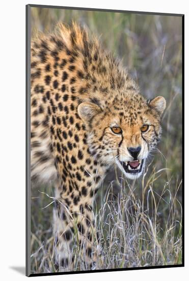 Kenya, Lewa Conservancy, Meru County. a Sub-Adult Cheetah on the Prowl in Lewa Conservancy.-Nigel Pavitt-Mounted Photographic Print