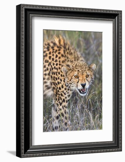 Kenya, Lewa Conservancy, Meru County. a Sub-Adult Cheetah on the Prowl in Lewa Conservancy.-Nigel Pavitt-Framed Photographic Print