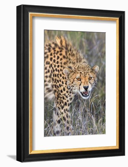 Kenya, Lewa Conservancy, Meru County. a Sub-Adult Cheetah on the Prowl in Lewa Conservancy.-Nigel Pavitt-Framed Photographic Print