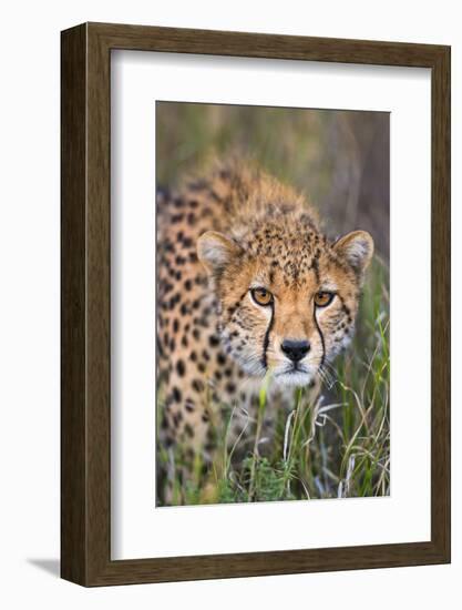 Kenya, Lewa Conservancy, Meru County. a Sub-Adult Cheetah Stalking its Prey in Lewa Conservancy.-Nigel Pavitt-Framed Photographic Print