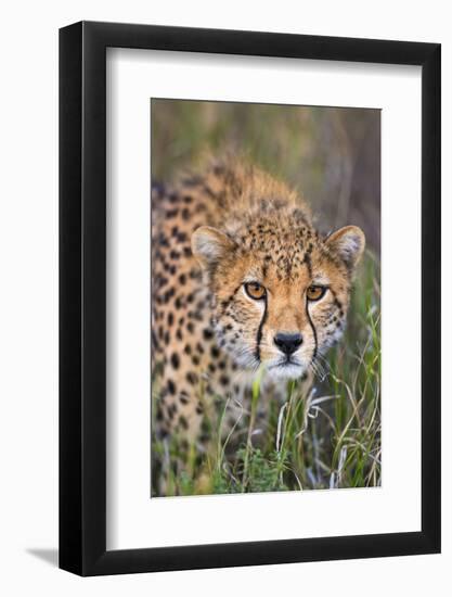 Kenya, Lewa Conservancy, Meru County. a Sub-Adult Cheetah Stalking its Prey in Lewa Conservancy.-Nigel Pavitt-Framed Photographic Print