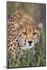 Kenya, Lewa Conservancy, Meru County. a Sub-Adult Cheetah Stalking its Prey in Lewa Conservancy.-Nigel Pavitt-Mounted Photographic Print