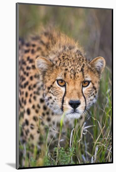 Kenya, Lewa Conservancy, Meru County. a Sub-Adult Cheetah Stalking its Prey in Lewa Conservancy.-Nigel Pavitt-Mounted Photographic Print