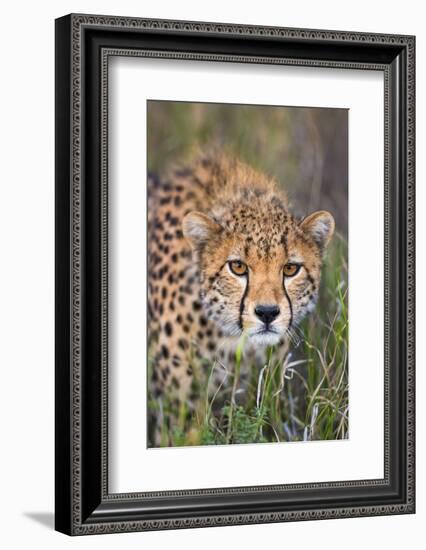 Kenya, Lewa Conservancy, Meru County. a Sub-Adult Cheetah Stalking its Prey in Lewa Conservancy.-Nigel Pavitt-Framed Photographic Print