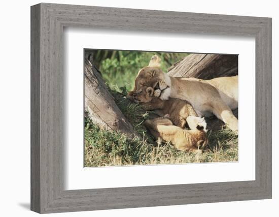 Kenya, Maasai Mara Game Reserve, Mother Lion Playing with Cubs-Kent Foster-Framed Photographic Print