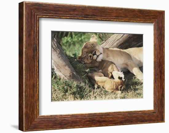 Kenya, Maasai Mara Game Reserve, Mother Lion Playing with Cubs-Kent Foster-Framed Photographic Print