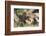 Kenya, Maasai Mara Game Reserve, Mother Lion Playing with Cubs-Kent Foster-Framed Photographic Print