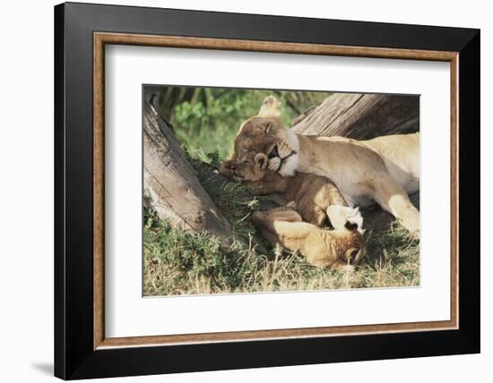 Kenya, Maasai Mara Game Reserve, Mother Lion Playing with Cubs-Kent Foster-Framed Photographic Print