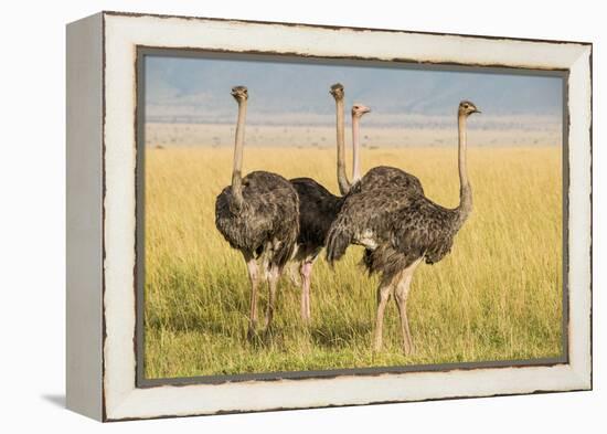 Kenya, Maasai Mara, Mara Triangle, Female Masai Ostrich-Alison Jones-Framed Premier Image Canvas