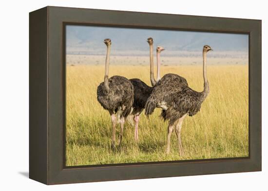 Kenya, Maasai Mara, Mara Triangle, Female Masai Ostrich-Alison Jones-Framed Premier Image Canvas