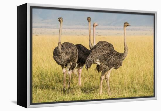 Kenya, Maasai Mara, Mara Triangle, Female Masai Ostrich-Alison Jones-Framed Premier Image Canvas
