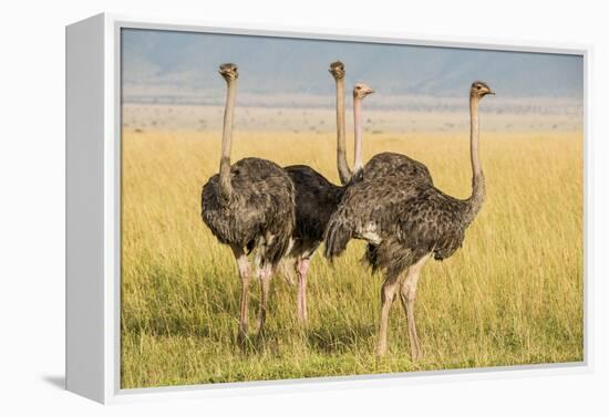 Kenya, Maasai Mara, Mara Triangle, Female Masai Ostrich-Alison Jones-Framed Premier Image Canvas