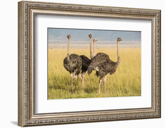 Kenya, Maasai Mara, Mara Triangle, Female Masai Ostrich-Alison Jones-Framed Photographic Print