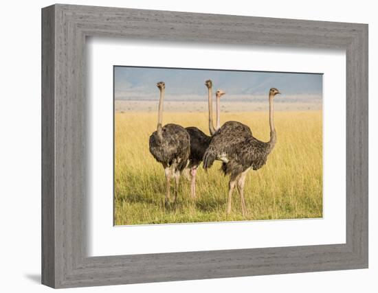 Kenya, Maasai Mara, Mara Triangle, Female Masai Ostrich-Alison Jones-Framed Photographic Print