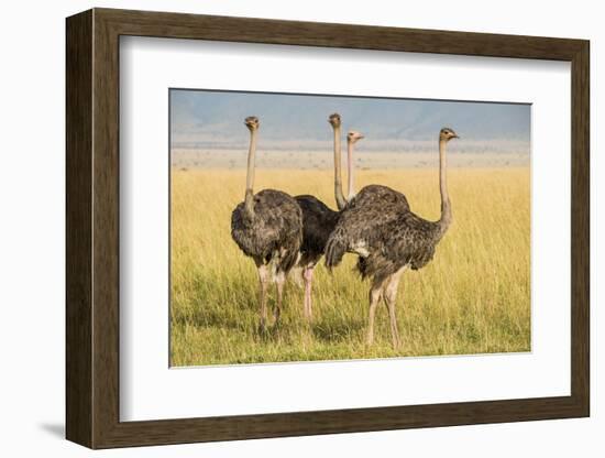 Kenya, Maasai Mara, Mara Triangle, Female Masai Ostrich-Alison Jones-Framed Photographic Print