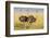 Kenya, Maasai Mara, Mara Triangle, Female Masai Ostrich-Alison Jones-Framed Photographic Print