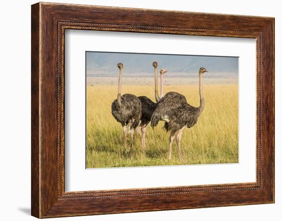 Kenya, Maasai Mara, Mara Triangle, Female Masai Ostrich-Alison Jones-Framed Photographic Print