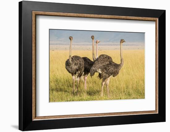 Kenya, Maasai Mara, Mara Triangle, Female Masai Ostrich-Alison Jones-Framed Photographic Print