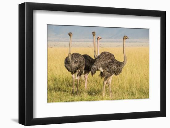 Kenya, Maasai Mara, Mara Triangle, Female Masai Ostrich-Alison Jones-Framed Photographic Print