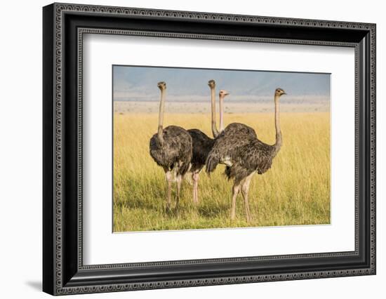 Kenya, Maasai Mara, Mara Triangle, Female Masai Ostrich-Alison Jones-Framed Photographic Print