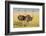 Kenya, Maasai Mara, Mara Triangle, Female Masai Ostrich-Alison Jones-Framed Photographic Print