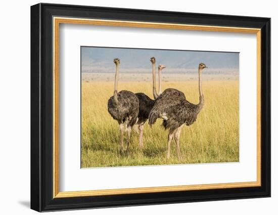 Kenya, Maasai Mara, Mara Triangle, Female Masai Ostrich-Alison Jones-Framed Photographic Print