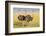 Kenya, Maasai Mara, Mara Triangle, Female Masai Ostrich-Alison Jones-Framed Photographic Print