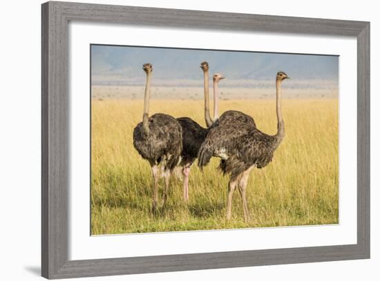 Kenya, Maasai Mara, Mara Triangle, Female Masai Ostrich-Alison Jones-Framed Photographic Print