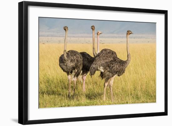 Kenya, Maasai Mara, Mara Triangle, Female Masai Ostrich-Alison Jones-Framed Photographic Print