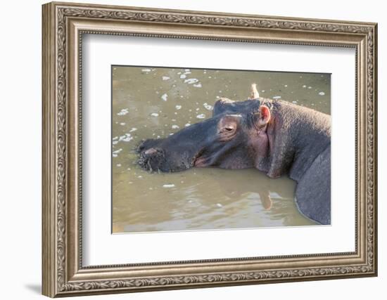 Kenya, Maasai Mara, Mara Triangle, Hippopotamus in Mara River-Alison Jones-Framed Photographic Print