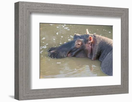 Kenya, Maasai Mara, Mara Triangle, Hippopotamus in Mara River-Alison Jones-Framed Photographic Print