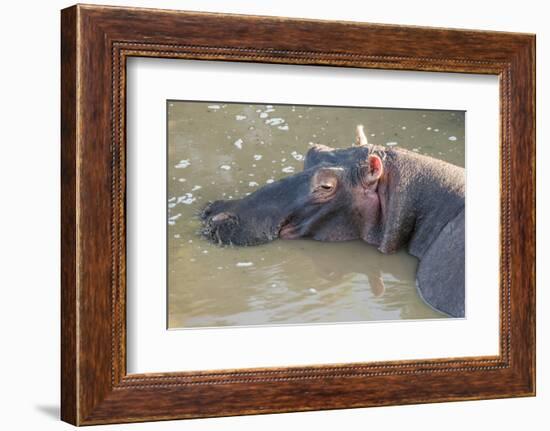 Kenya, Maasai Mara, Mara Triangle, Hippopotamus in Mara River-Alison Jones-Framed Photographic Print