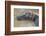 Kenya, Maasai Mara, Mara Triangle, Hippopotamus in Mara River-Alison Jones-Framed Photographic Print