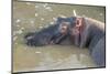 Kenya, Maasai Mara, Mara Triangle, Hippopotamus in Mara River-Alison Jones-Mounted Photographic Print